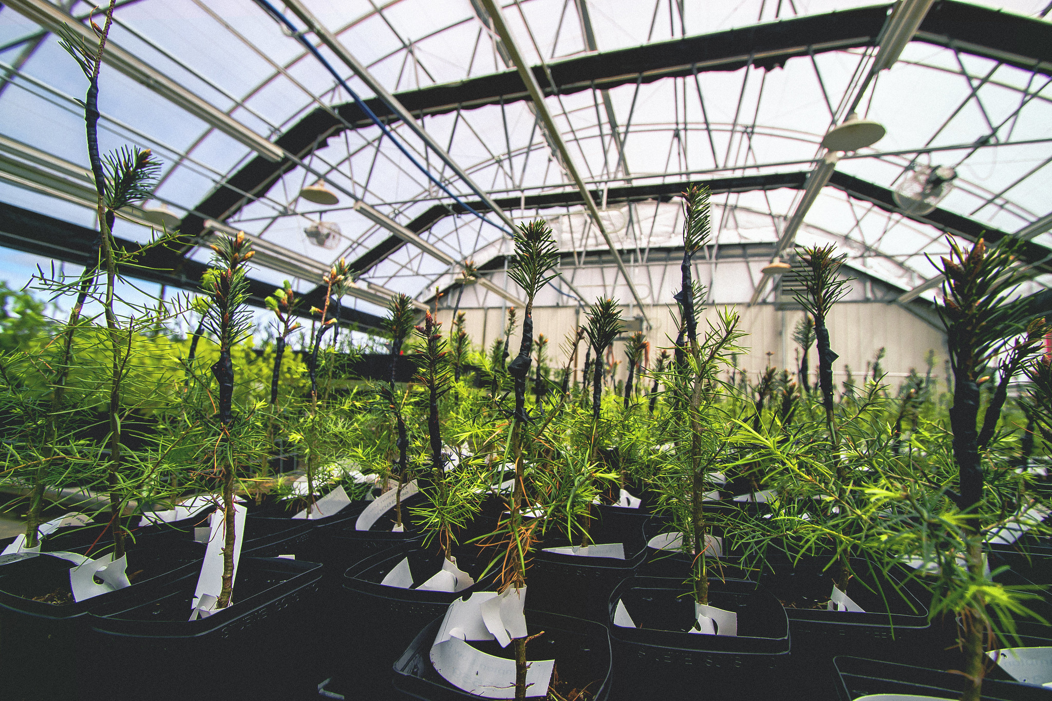 trees in an indoor tree nursery