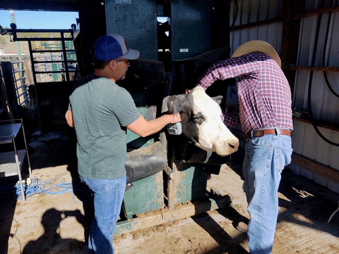 Two ranchers place a collar on a cow in a blockade.