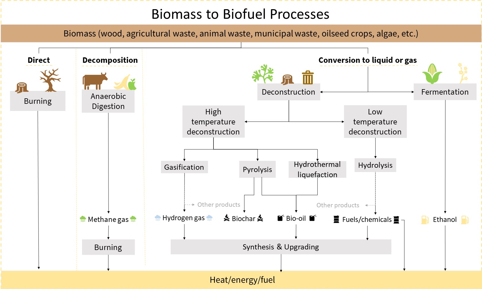 Diagram of the ways biofuels can be produced.