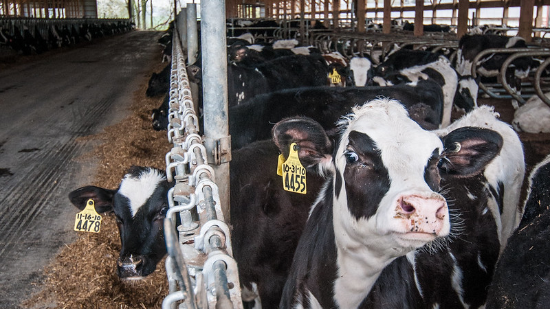 cows