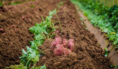 Soil
