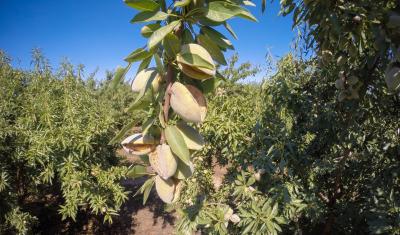 A cluster of almonds in the foreground are backdropped by an almond orchard