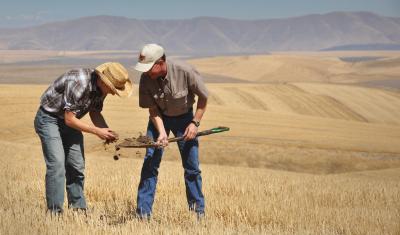 In a no-till field, two men examine a shovel-full of dirt. 