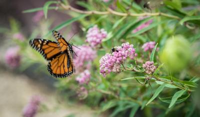 A bee and Monarch butterfly near the U.S. Department of Agriculture (USDA) Farmers Market in Washington, D.C., on August 6, 2018.