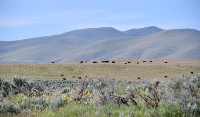 Sage brush with cattle and mountains in the background