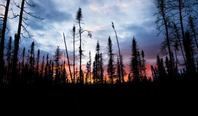 Trees backlit by a dusk sunset