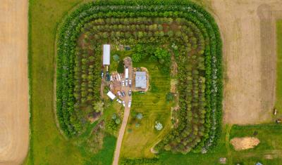 Aerial shot of rows of trees surrounding a small farm. 