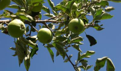 Branch with three young apples.