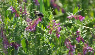 In addition to improving soil health and reducing erosion, cover crops provide habitat for pollinators.