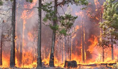 Wildfire
