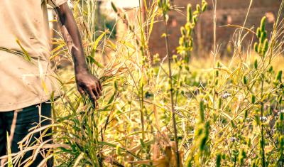 African farmer