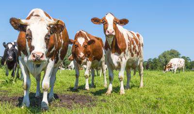 A group of curious brown spotted Dutch cows outside on a meadow