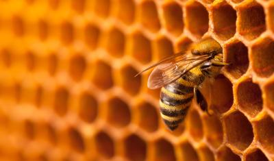 Bee in honeycomb