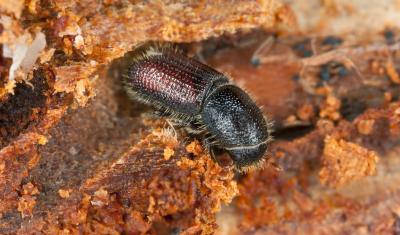 Adult spruce beetles are dark brown to black and around 5mm long.