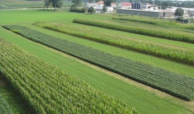 ARS long term study site no till farming plots