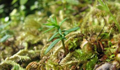 A small yellow cedar seedling pops out of mossy soil