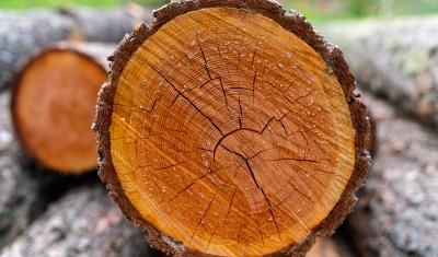 Image of a log deck.