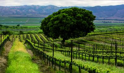 An oak tree stands in the middle of a California vineyard.