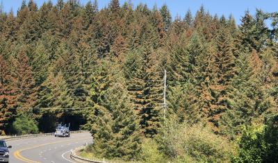 Douglas-fir trees with orange and brown needles due to extreme heat.