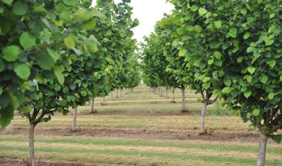 Rows of hazelnut trees in the Willamette Valley.