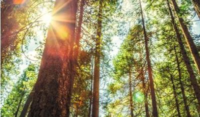 Cover image of Project Learning Tree's Southeastern Forests and Climate Change