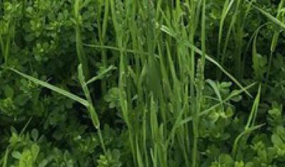 alfalfa