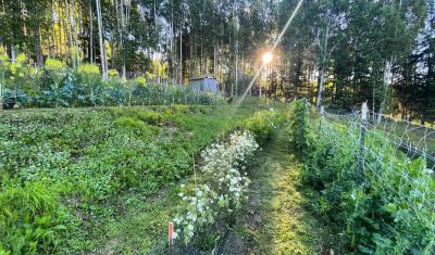 A photo of the green seed garden at Calypso Farm