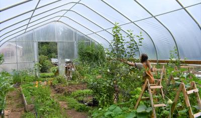 A woman picks fruit from a tree in a high tunnel. 