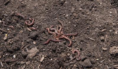 worms