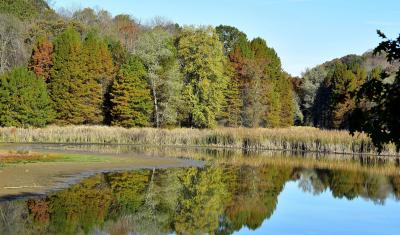 Forest with water and reflection