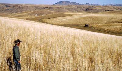 a man stands in a field of wheat with rolling hills in the background