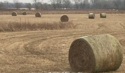 bay bales in a field