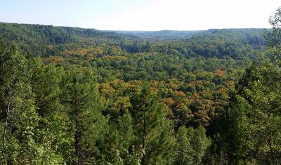 Forested View