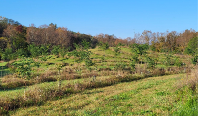 Biochar can be incorporated into the soil by surface spreading and tilling, no-till drill, or placed in trenches when trees are planted as was done at this farm. 