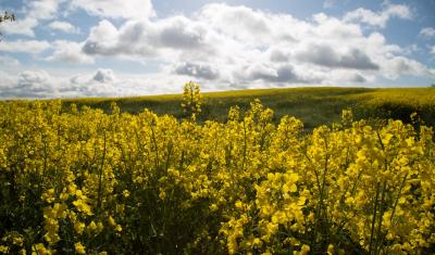 Field of canola flowers in Oregon