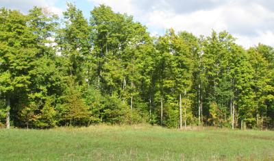 Tree line