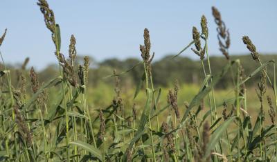 Japanese millet cover crop research at URI
