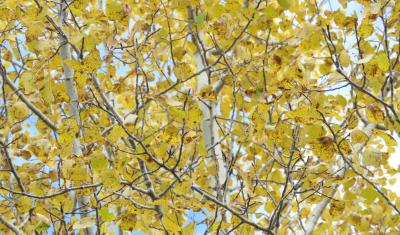 Yellow leaves
