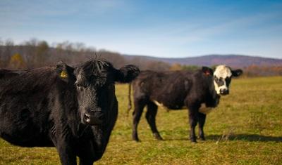 Beef Cattle