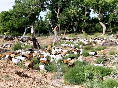 Goats as a Tool for Fire Management on the Pueblo of Sandia