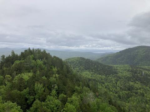 Forested mountains
