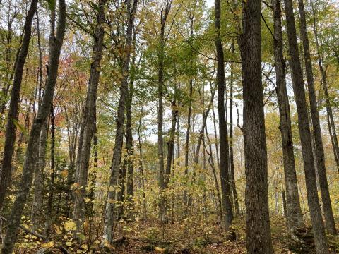 Trees in the woods
