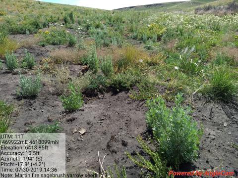 Rangeland Restoration Following the Martin Fire in Reno, Nevada