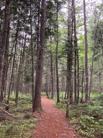 Forest with red dirt path