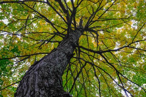 looking up into a leafed tree