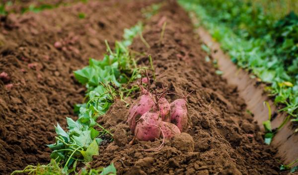 Soil