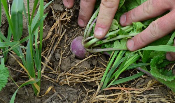 A radish in a dryland cropping system.