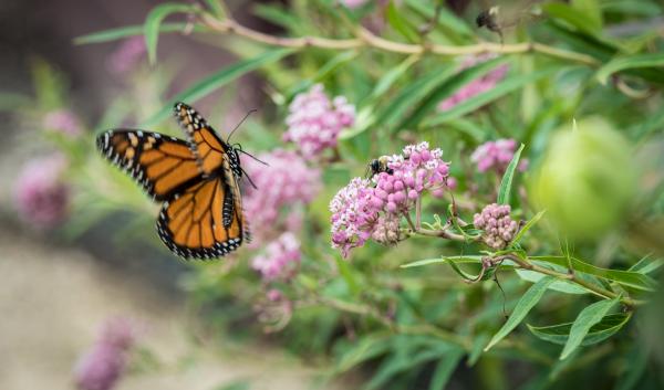 A bee and Monarch butterfly near the U.S. Department of Agriculture (USDA) Farmers Market in Washington, D.C., on August 6, 2018.