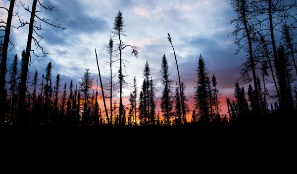Trees backlit by a dusk sunset