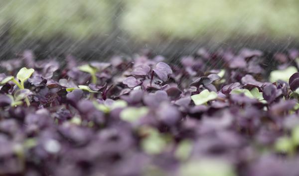 Mixed micro-greens at Green Bexar Farm, in Saint Hedwig, Texas, near San Antonio, on Oct 17, 2020.